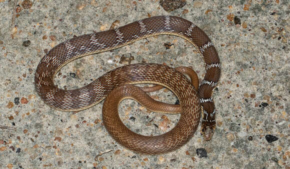 Image of Platyceps josephi