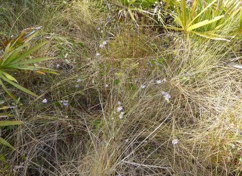 Image of scaleleaf aster