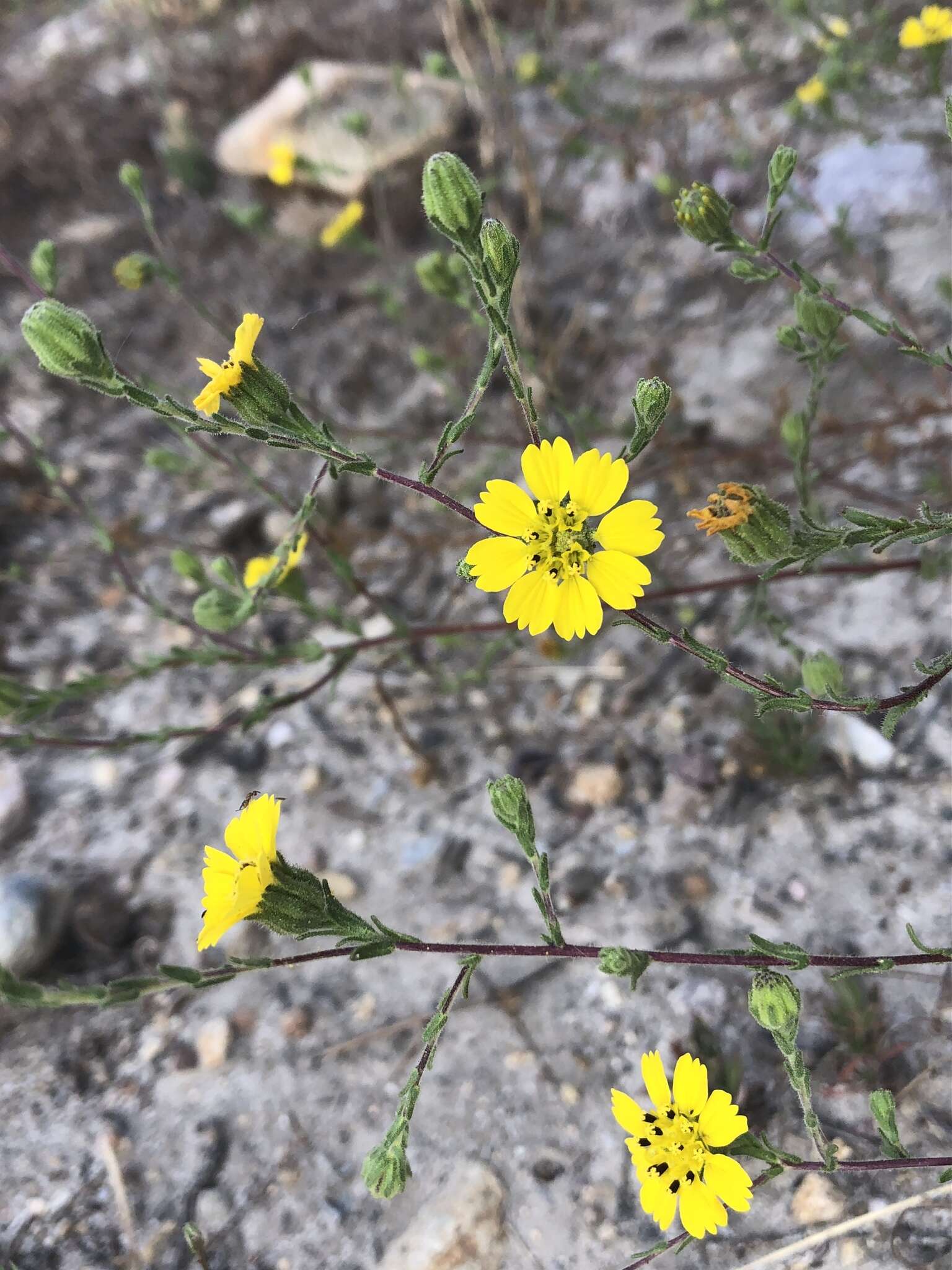 Image of San Diego Moonshine-Daisy