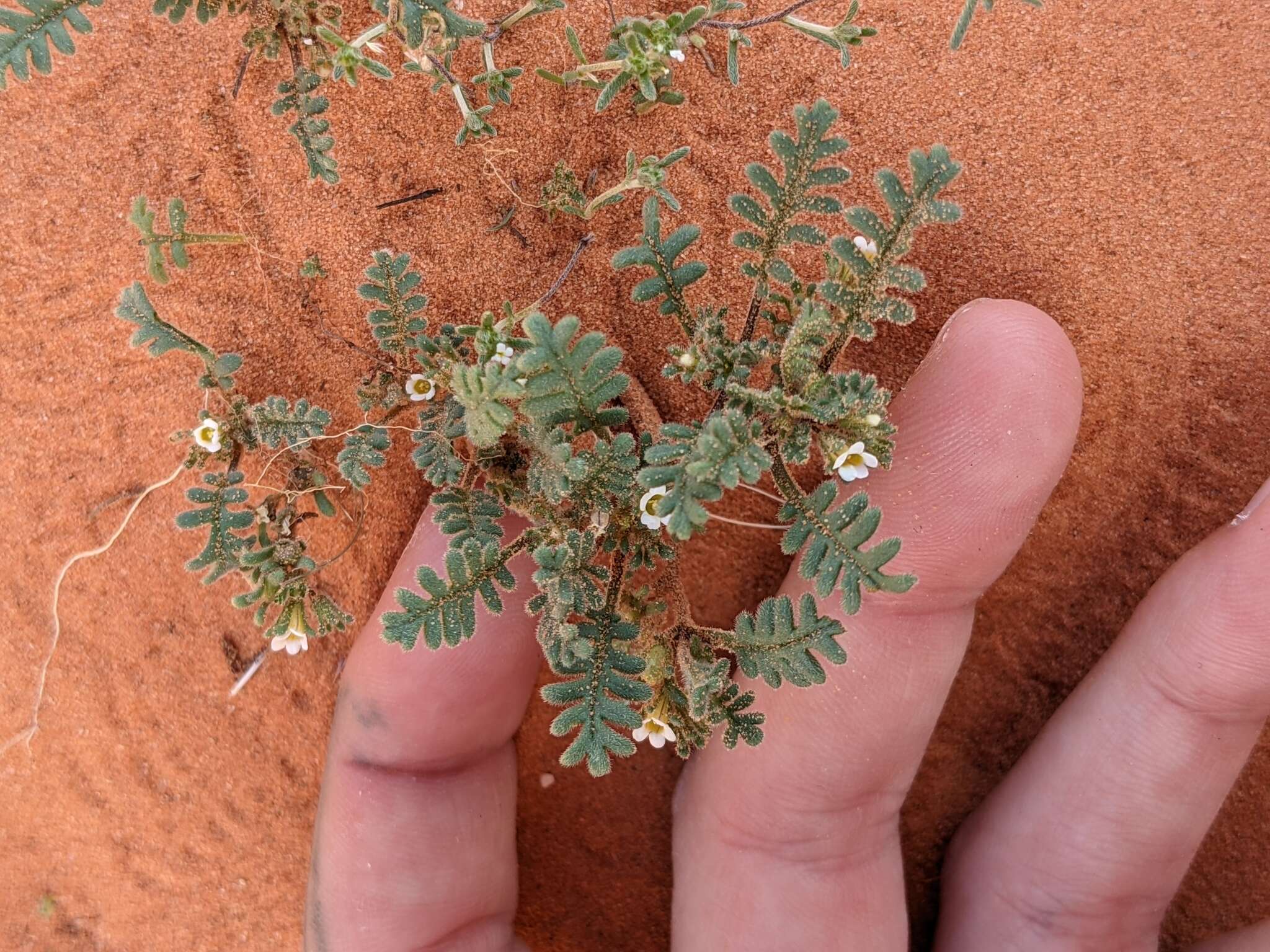 Image de Phacelia ivesiana Torr.