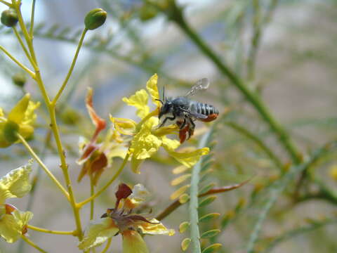 Imagem de Megachile pollinosa Spinola 1851