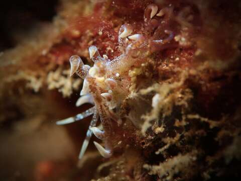 Image of Sea slug