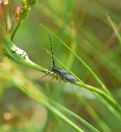 Image of Agapanthia maculicornis (Gyllenhal 1817)