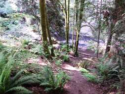 Image of Pacific trillium