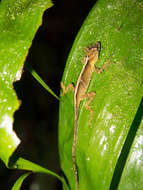 Image de Anolis naufragus (Campbell, Hillis & Lamar 1989)