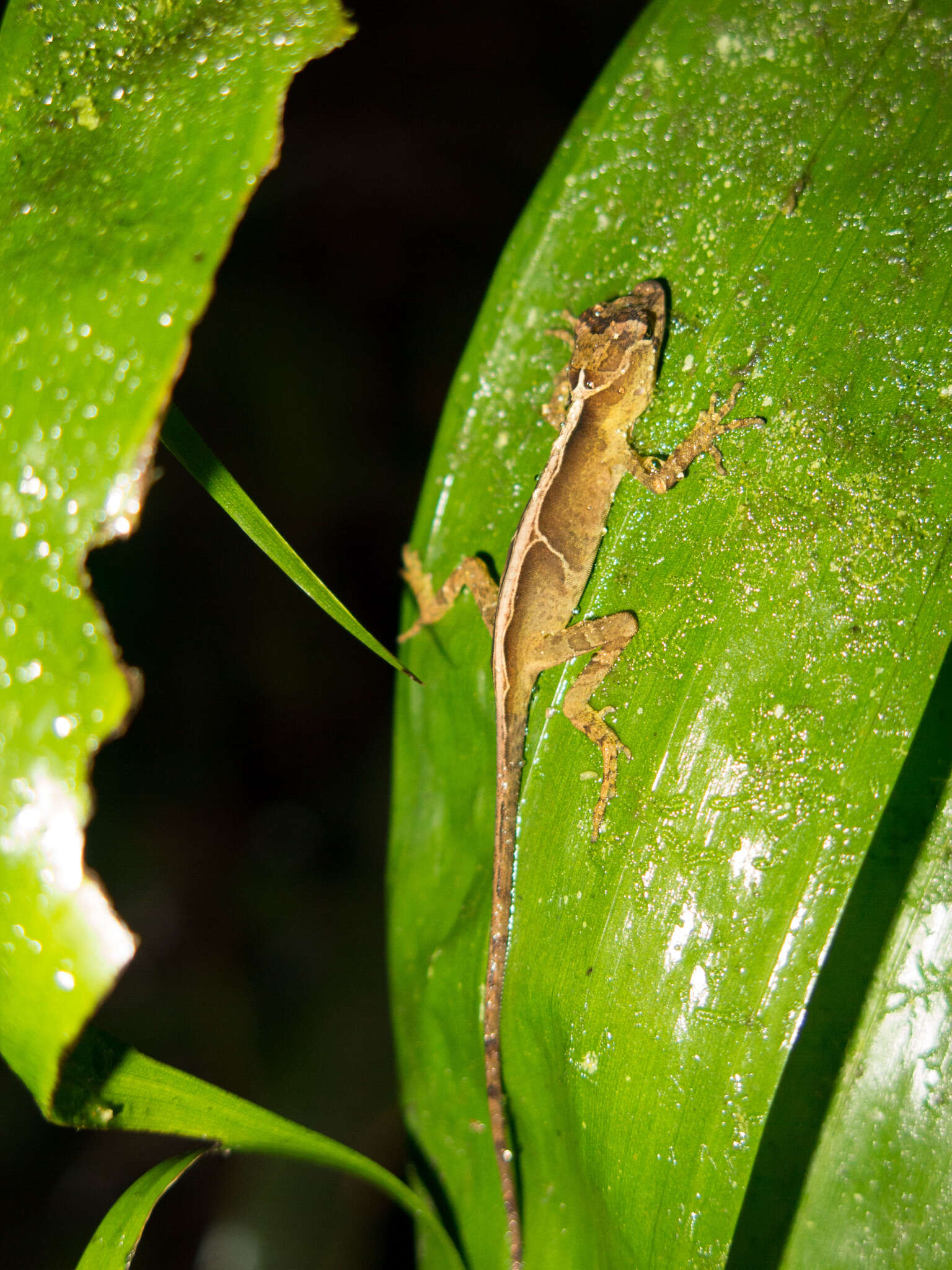 Image de Anolis naufragus (Campbell, Hillis & Lamar 1989)