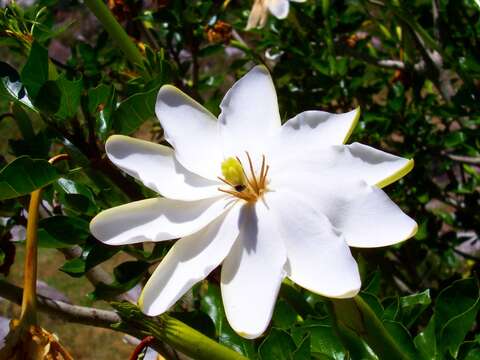 Image of Thunberg's gardenia