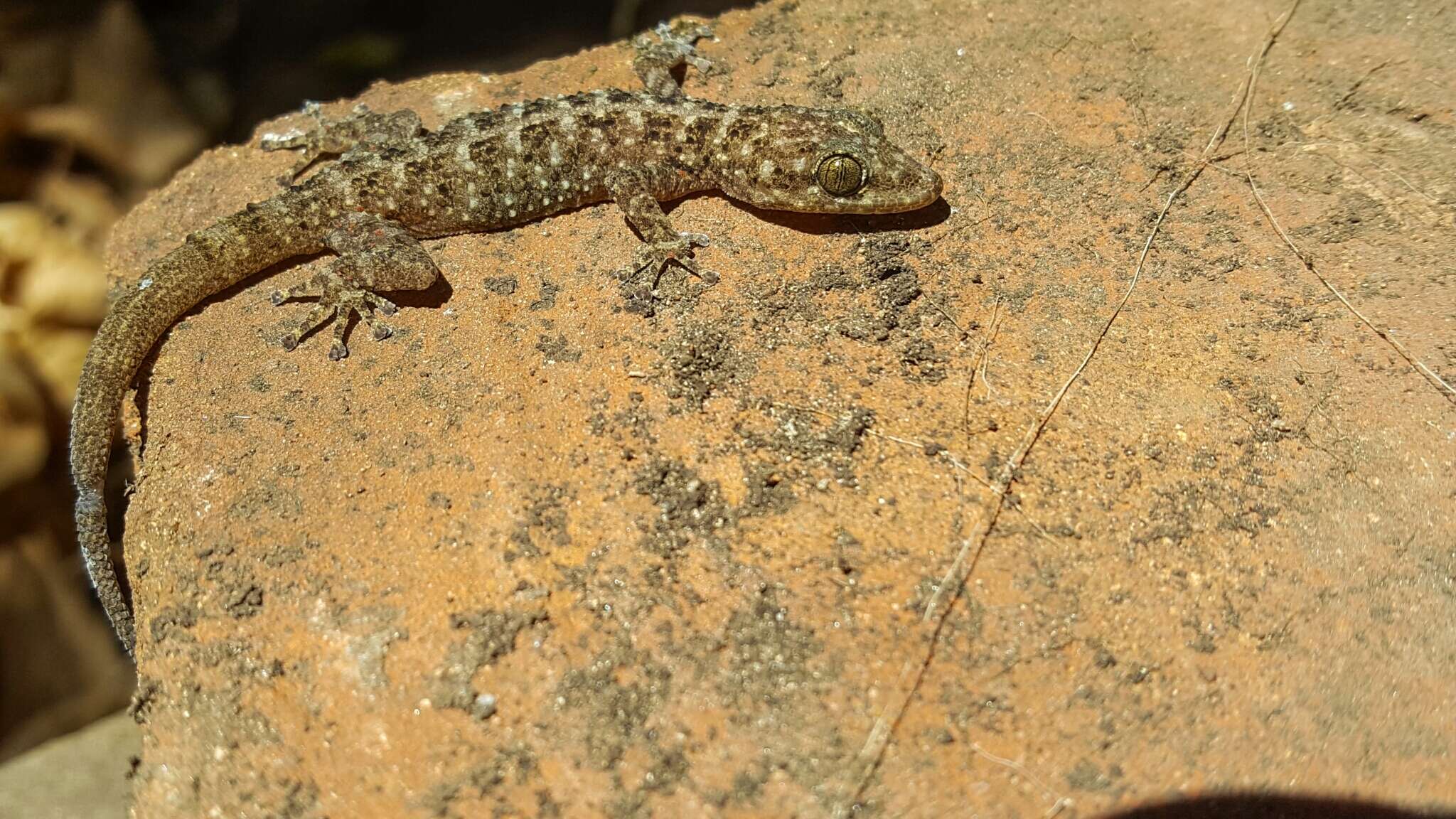 Imagem de Phyllodactylus lanei Smith 1935