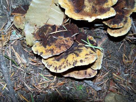 Image de Polypore éponge