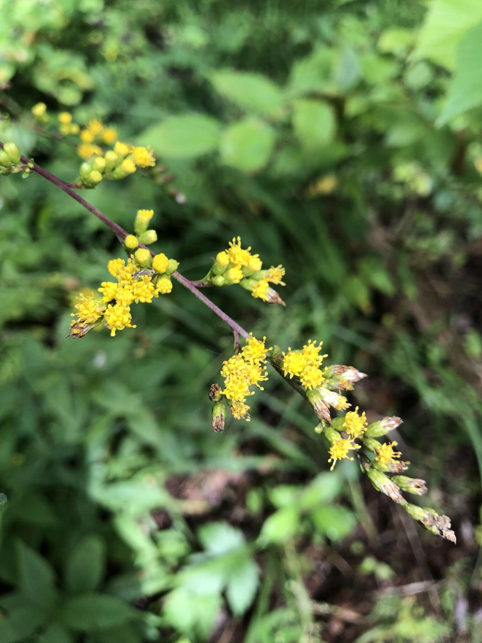 Image of Atlantic goldenrod