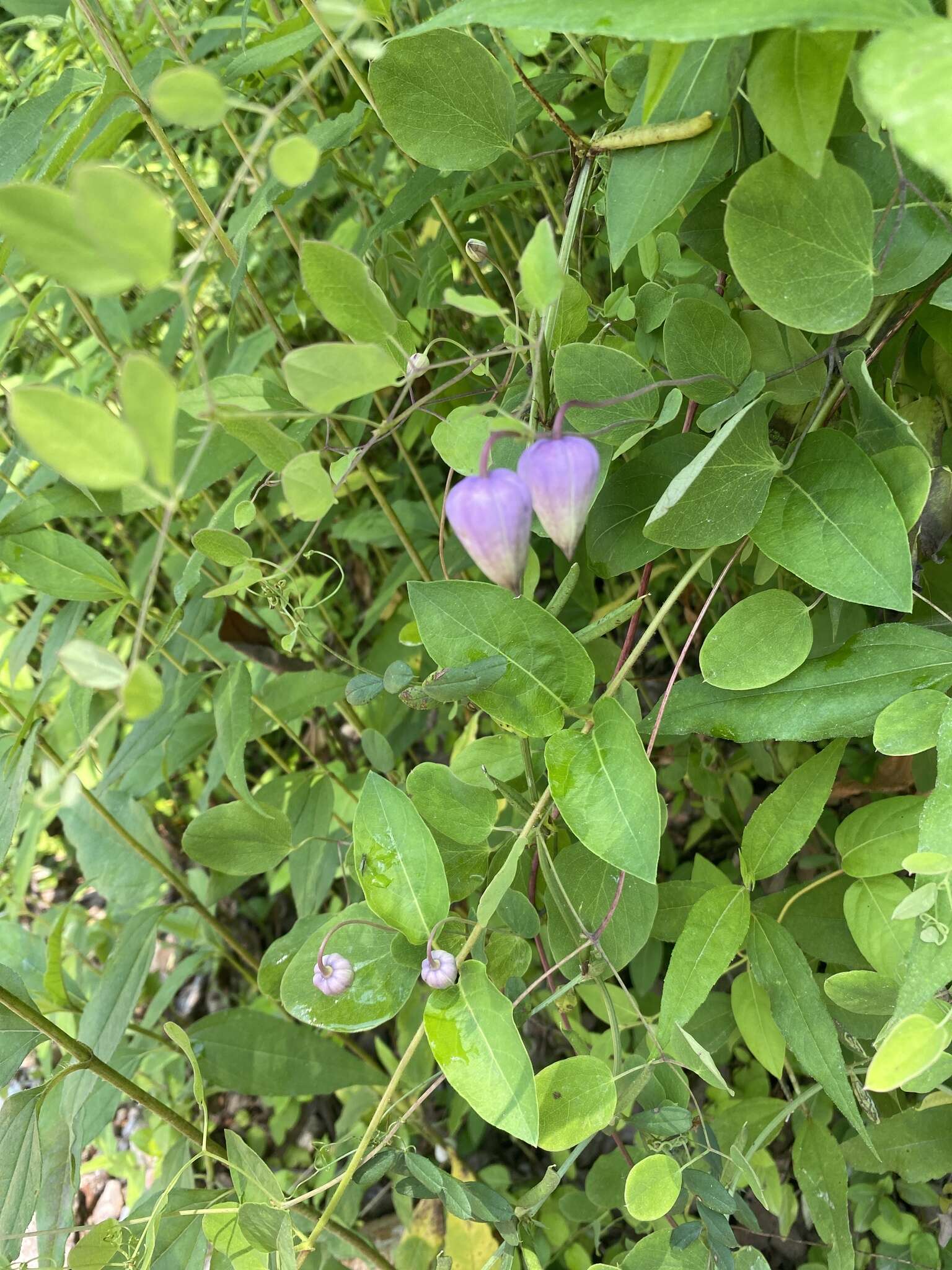 Imagem de Clematis versicolor Small