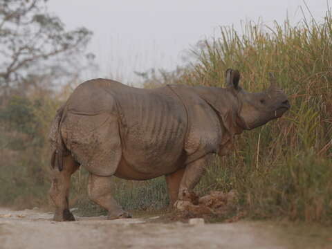 Image of Indian Rhinoceros