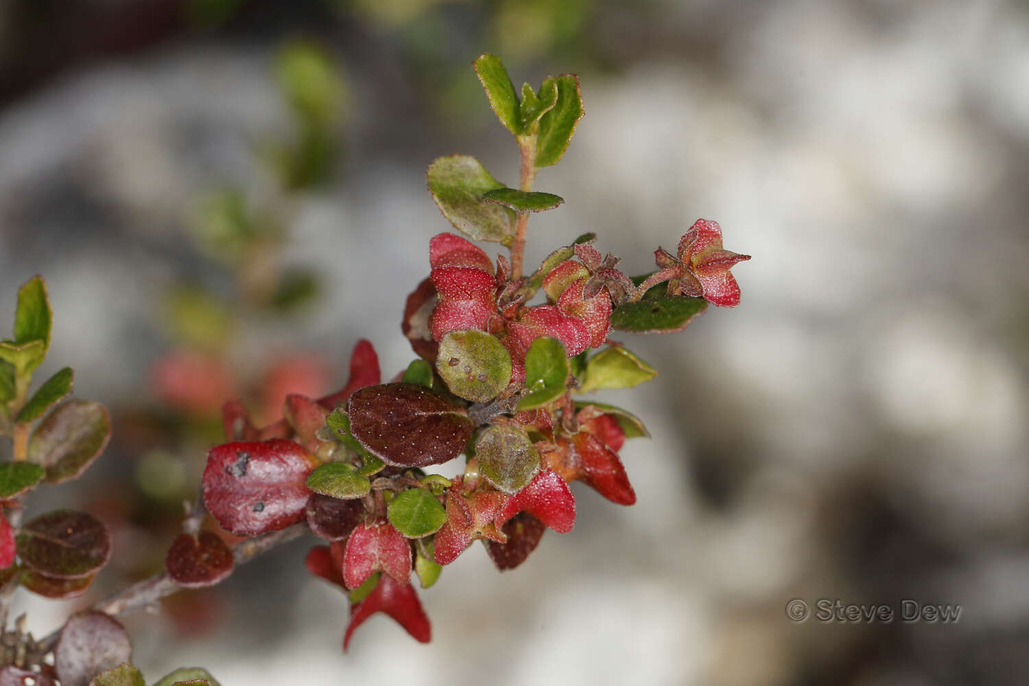 Image of Dodonaea baueri Endl.