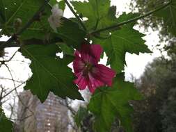 Слика од Malva assurgentiflora (Kellogg) M. F. Ray