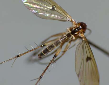 Image of Mycetophila marginepunctata Tonnoir & Edwards 1927