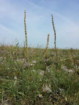 Image of Sea Arrowgrass