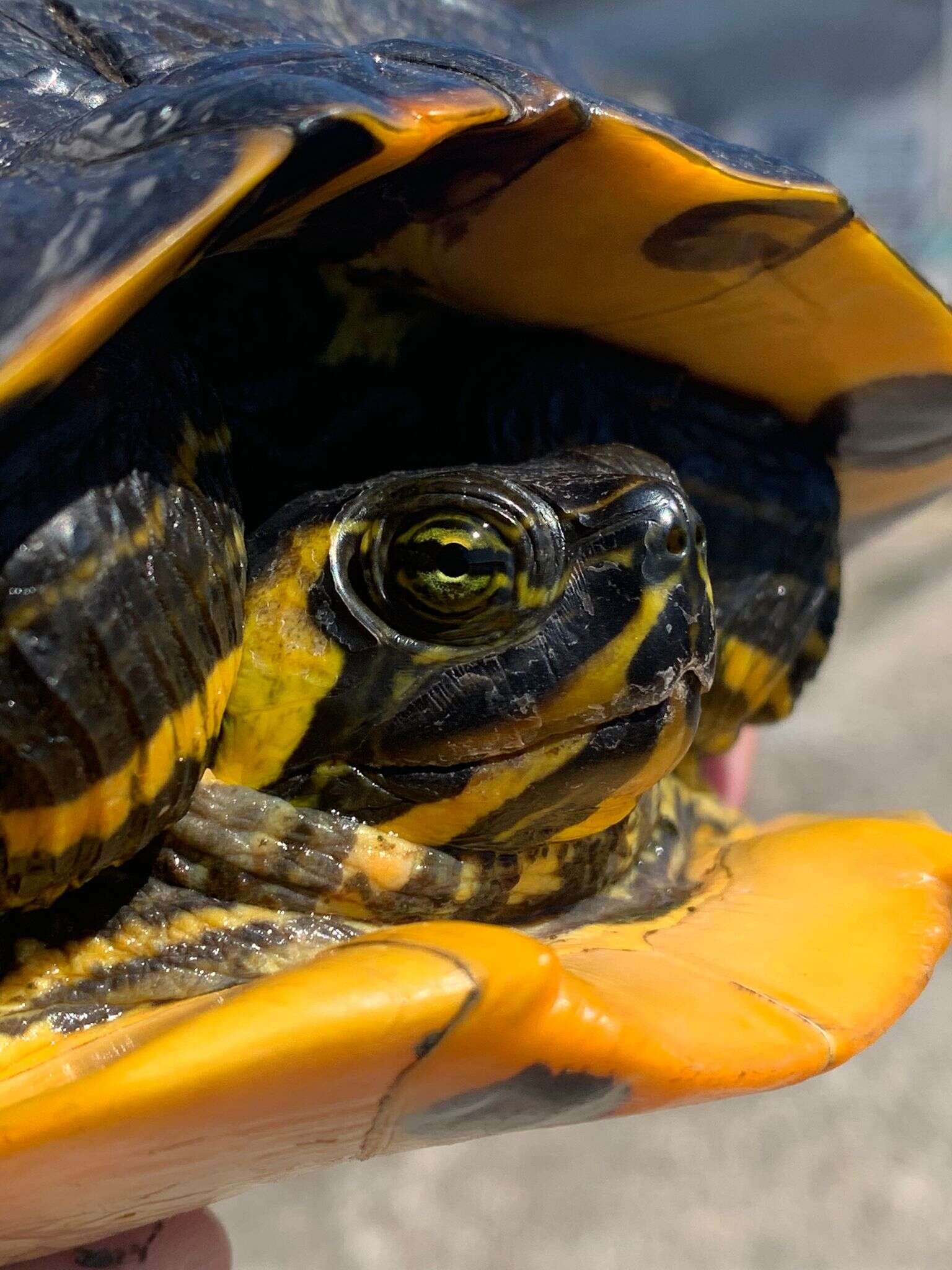 Image of Cumberland slider