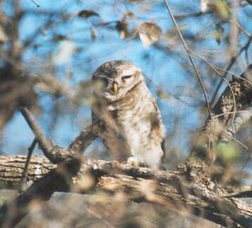 Image of Spotted Owlet