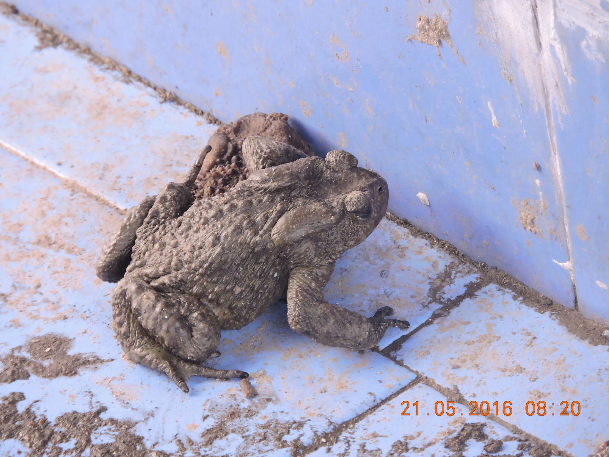 Image of Himalayan Toad