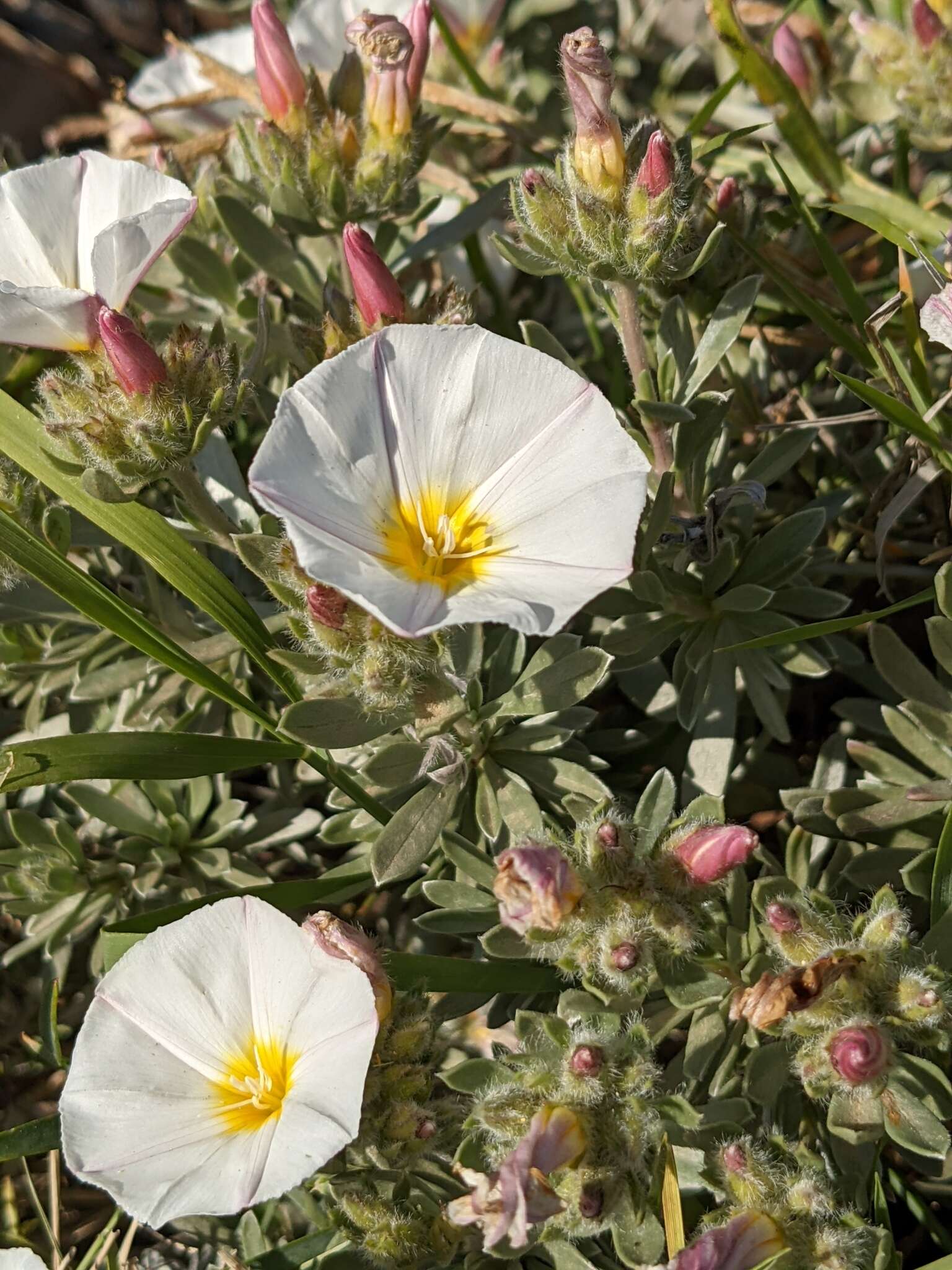 Image de Convolvulus cneorum L.