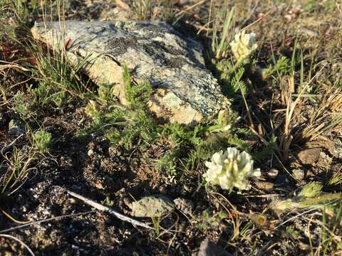 Image of viscid locoweed