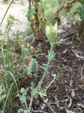 Image of hedgehog pricklypoppy