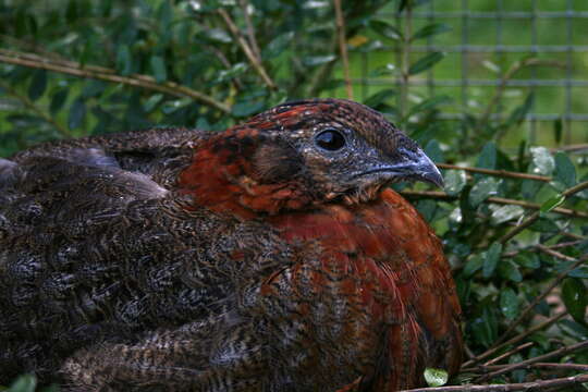 Imagem de Tragopan Cuvier 1829