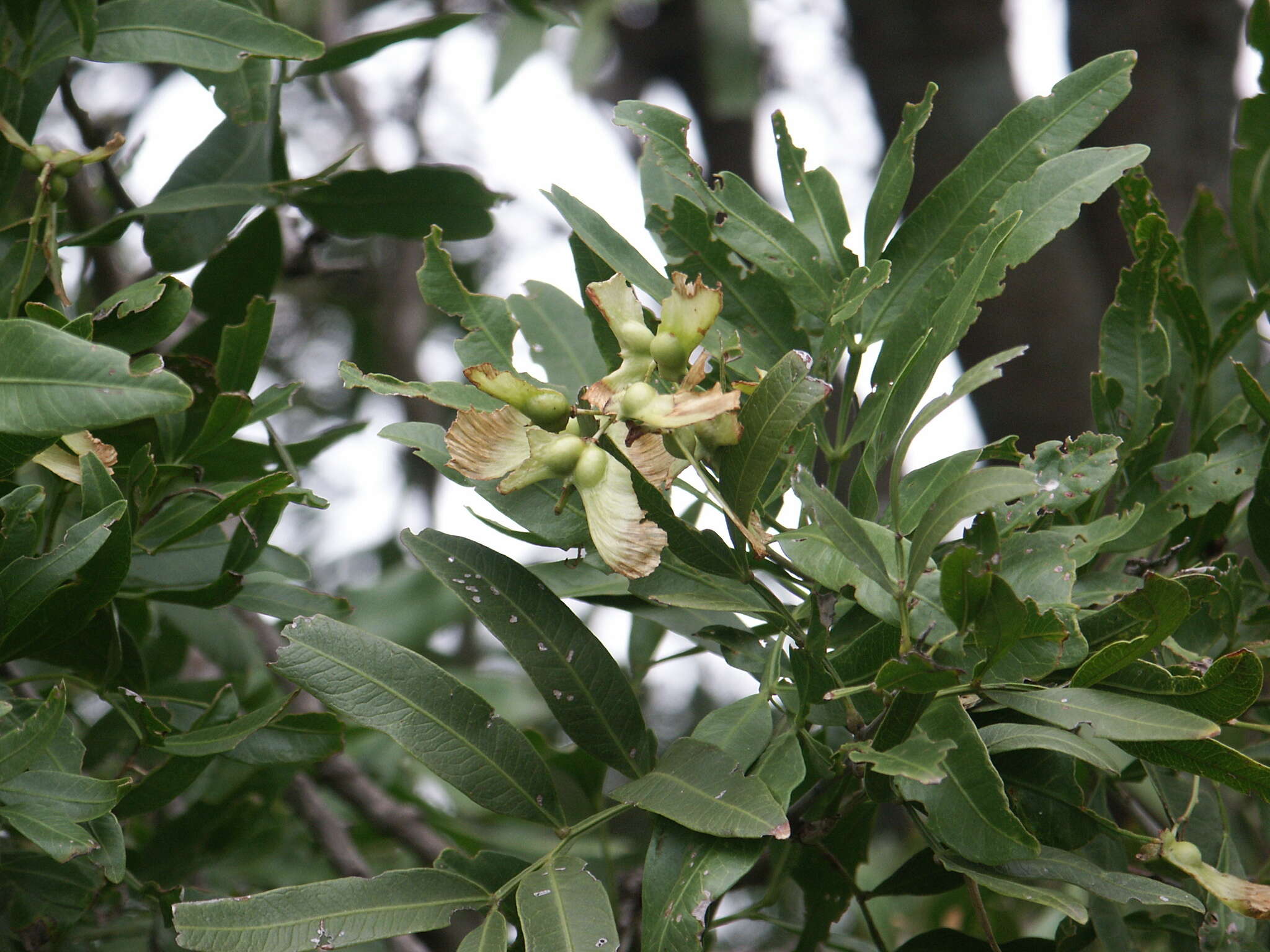 Image of Atalaya salicifolia (DC.) Bl.