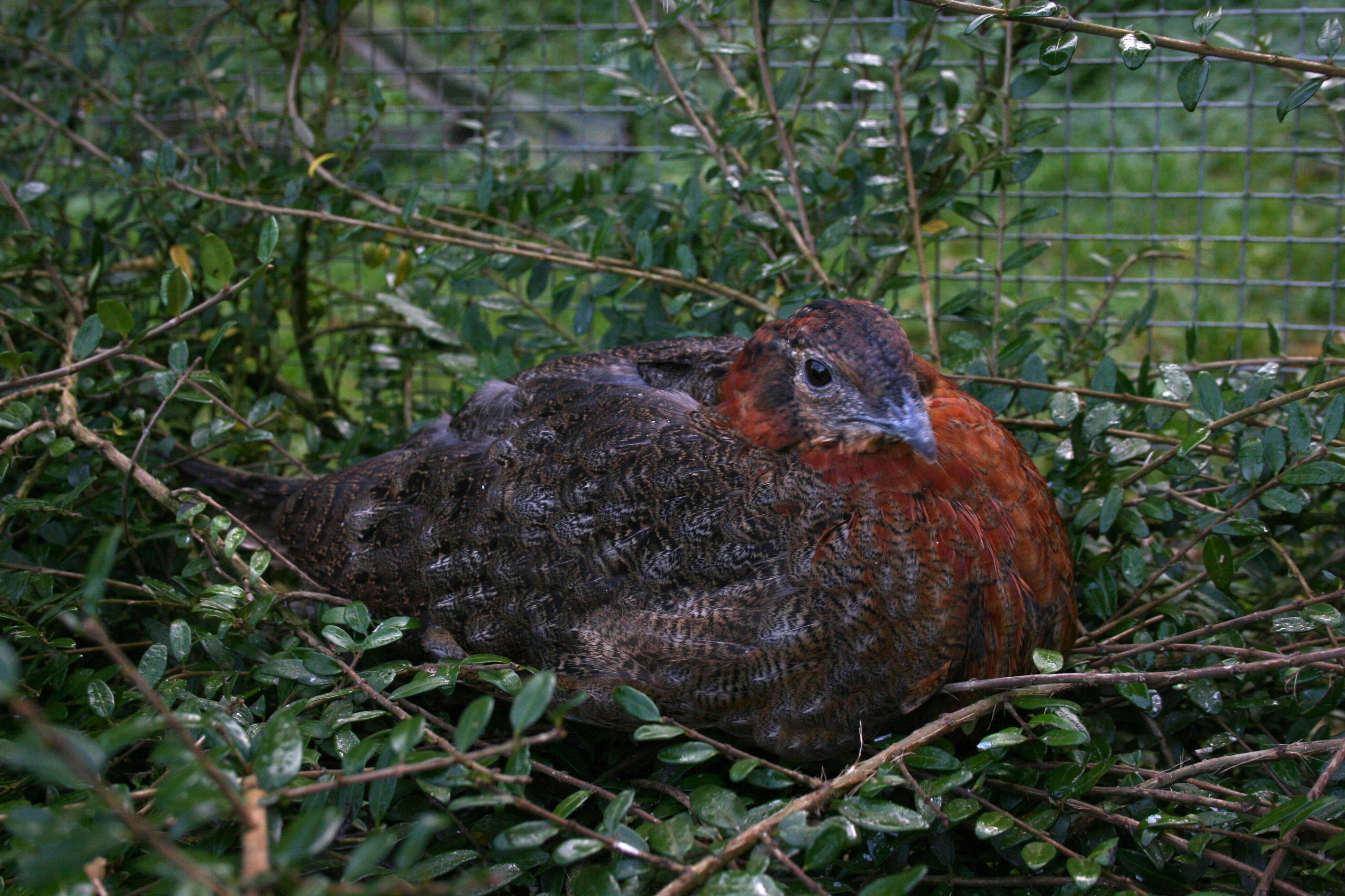 Imagem de Tragopan Cuvier 1829