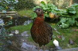 Imagem de Tragopan Cuvier 1829