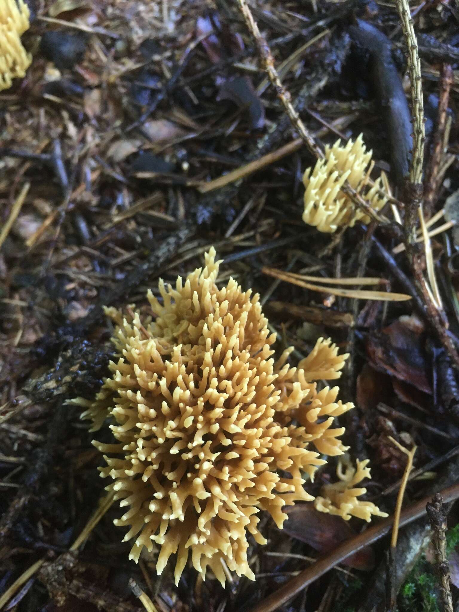 Image of Phaeoclavulina eumorpha (P. Karst.) Giachini 2011