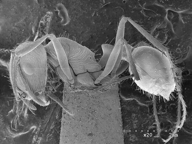 Plancia ëd Pogonomyrmex anzensis Cole 1968