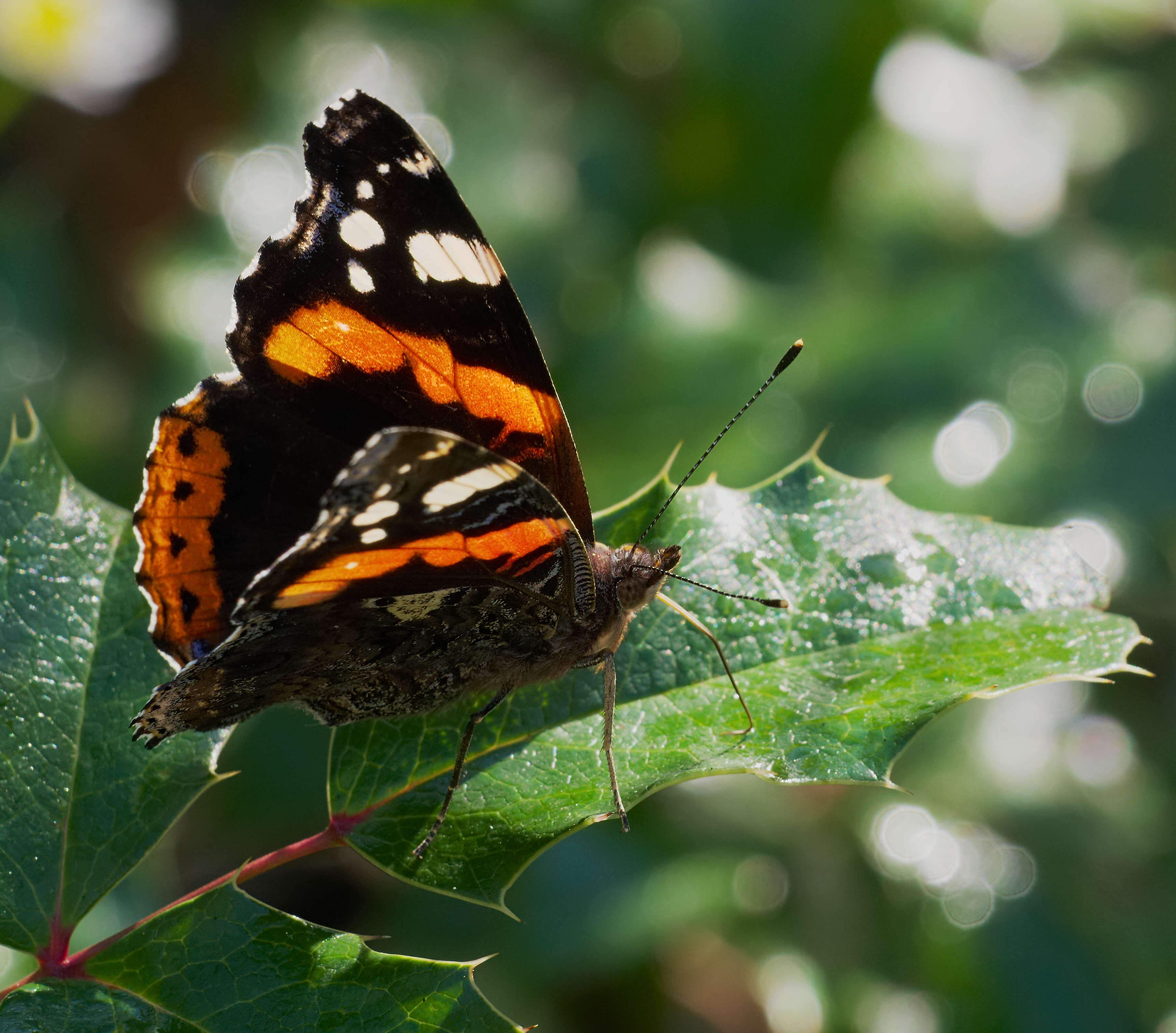 Image of Red Admiral