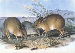 Image of pig-footed bandicoot