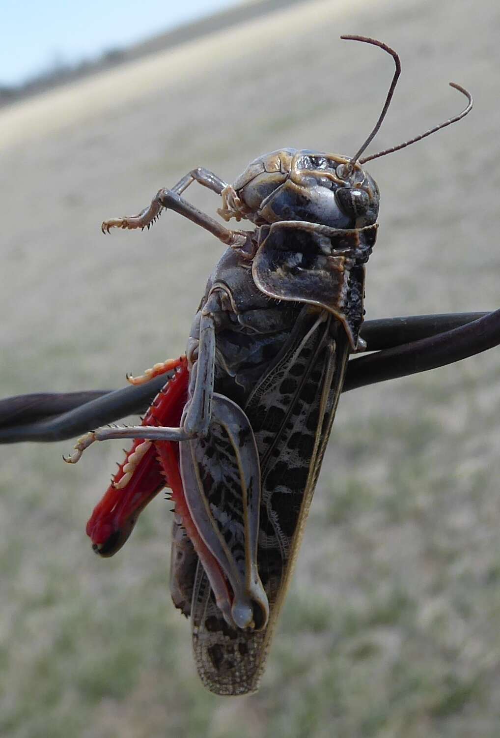 Image of Red-shanked Grasshopper