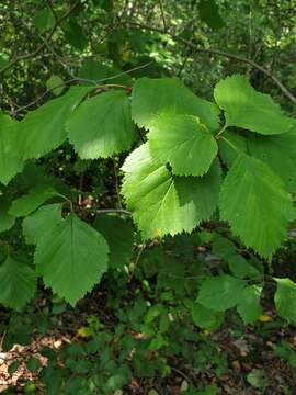 Image of rough hawthorn