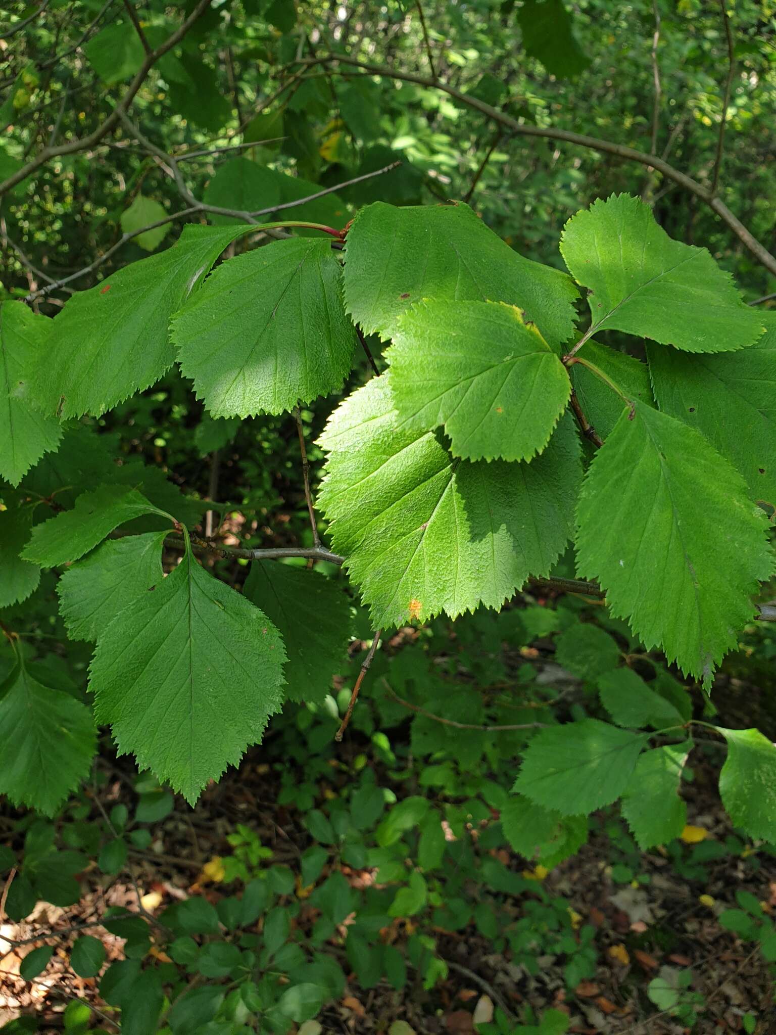 Plancia ëd Crataegus scabrida Sarg.