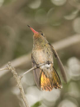 Plancia ëd Hylocharis chrysura (Shaw 1812)