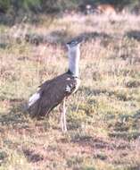 Image of Kori Bustard