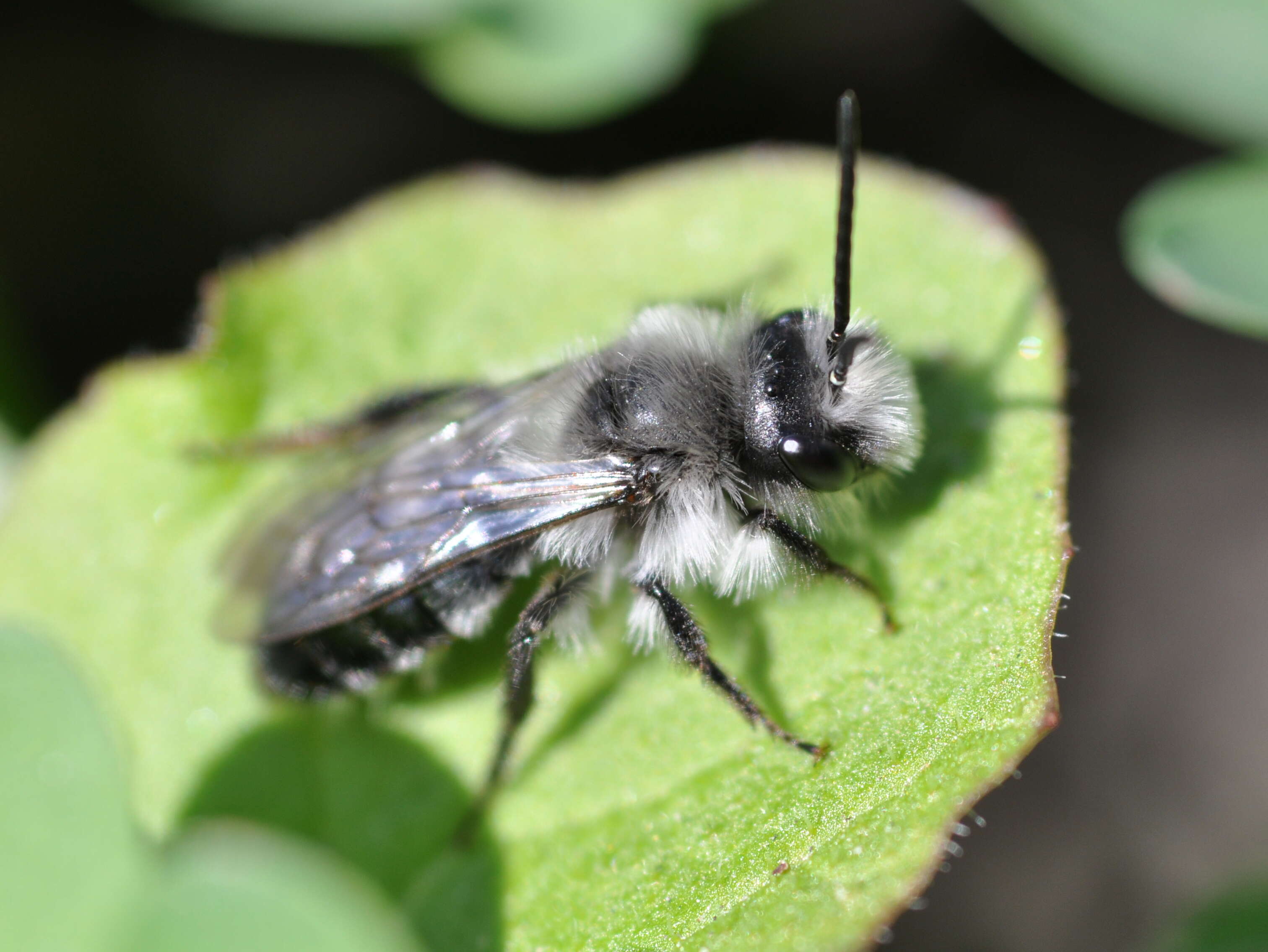 Image of Ashy Mining Bee