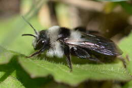 Image de Andrena cineraria (Linnaeus 1758)