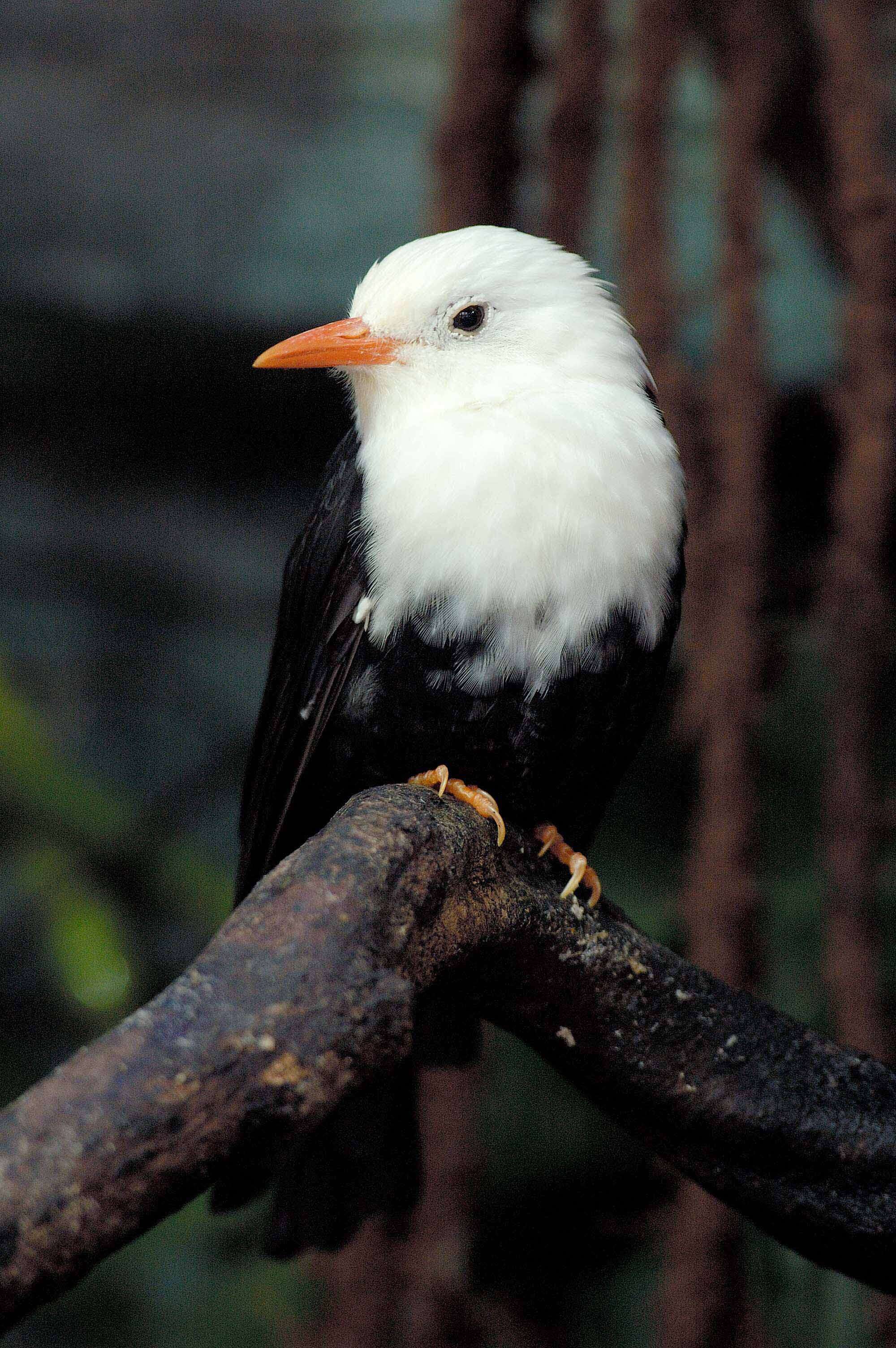 Image de Bulbul noir