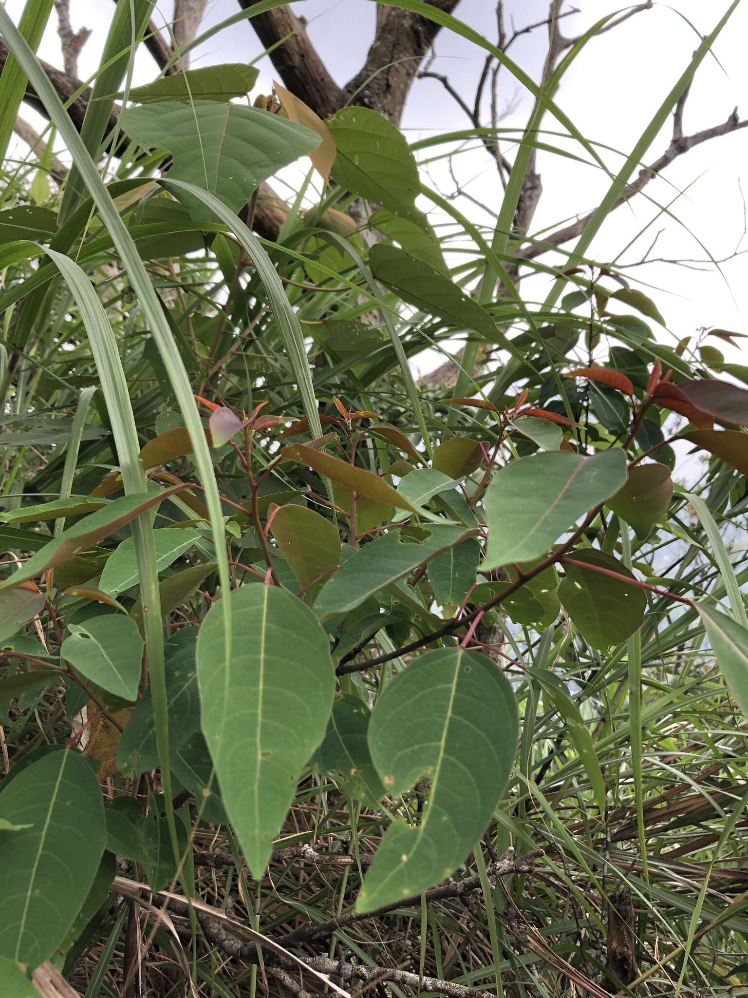 Image of Triadica cochinchinensis Lour.