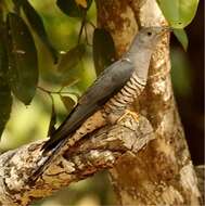 Image of Himalayan Cuckoo