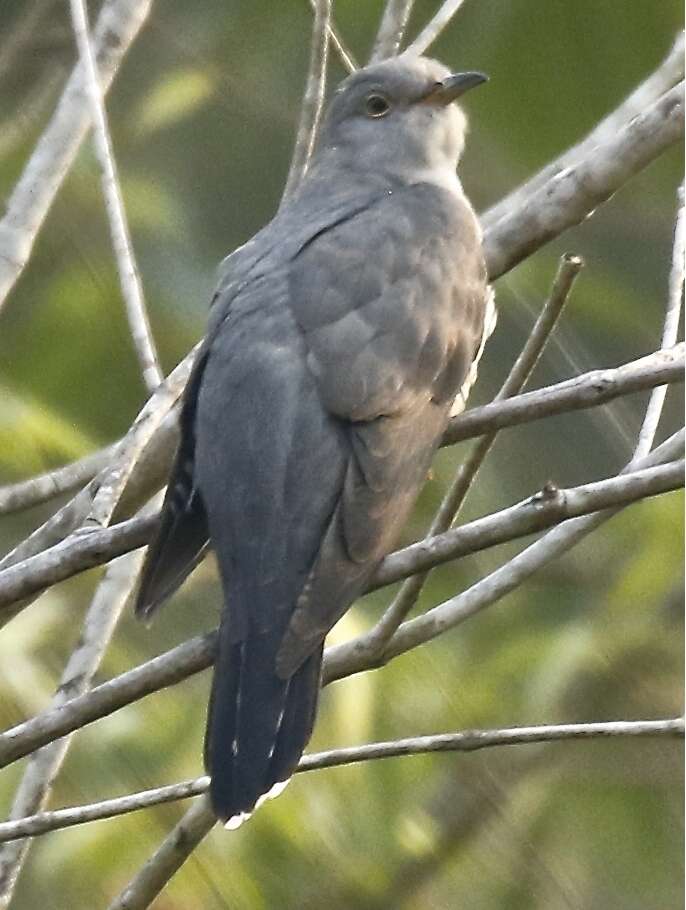 Image of Himalayan Cuckoo