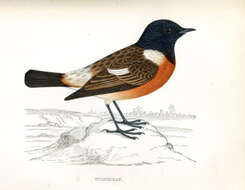 Image of European Stonechat