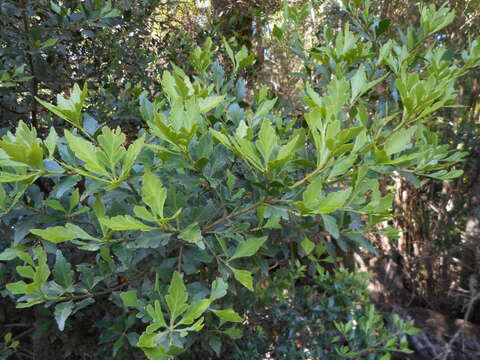 Imagem de Phyllocladus aspleniifolius (Labill.) Hook. fil.