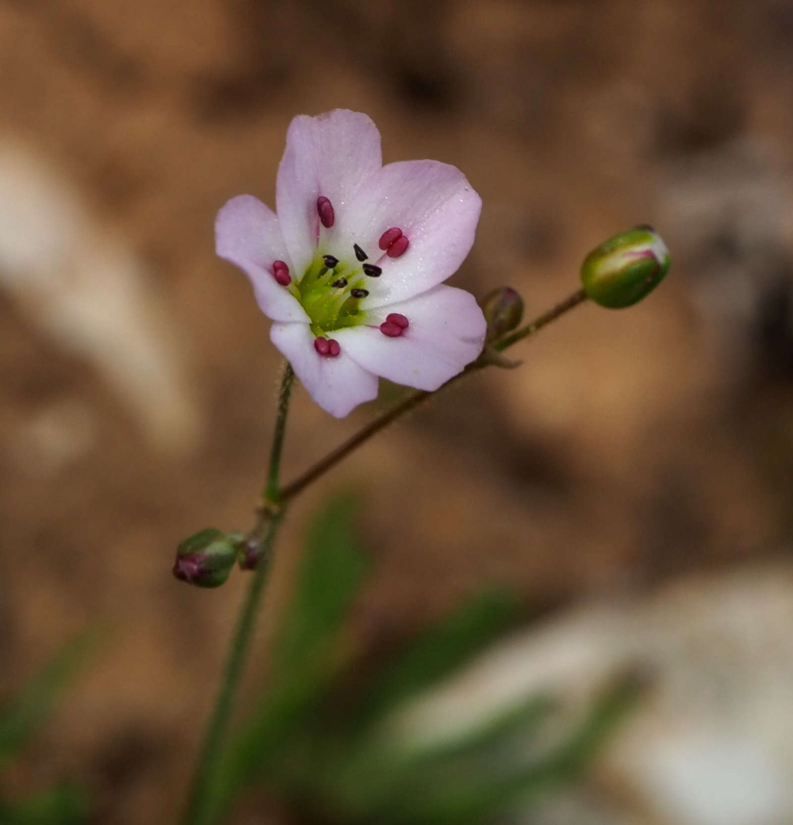 Image of Eremogone picta (Sm.) Dillenb. & Kadereit