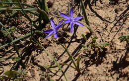 Image of Hesperantha pilosa (L. fil.) Ker Gawl.