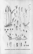 Image of Acianthera luteola (Lindl.) Pridgeon & M. W. Chase